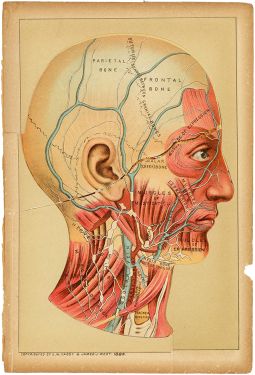 Vintage Anatomical Head Diagram