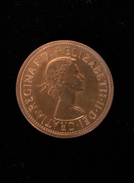 Expanded English Penny Shell
